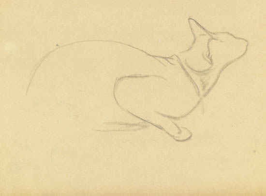 Study of a cat